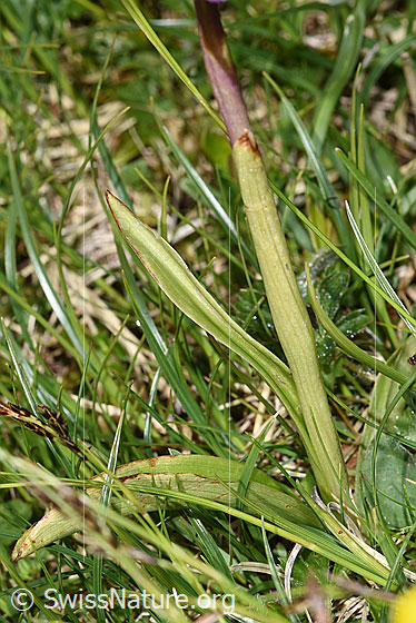 Photo: Orchis mascula. Stem and basic leaves.