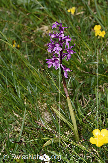 Photo: Orchis mascula. Whole plant (habiti).