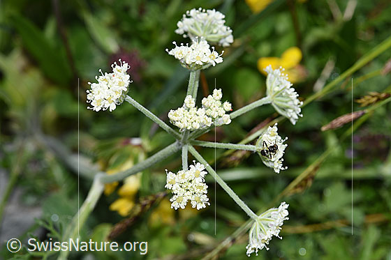 Foto: Augenwurz (Athamanta cretensis). Blütenstände.