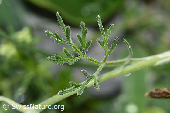 Foto: Augenwurz (Athamanta cretensis). Blätter.