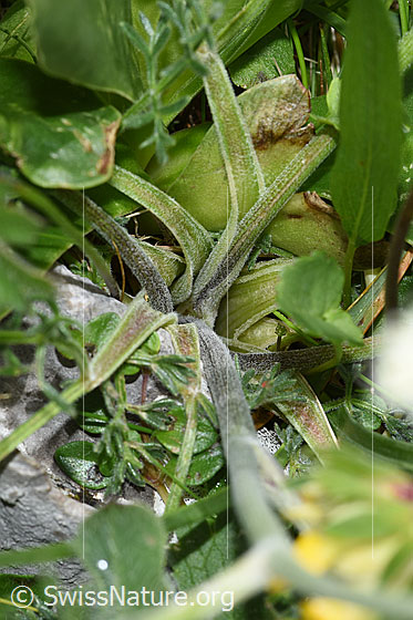 Photo: Athamanta cretensis. Stem