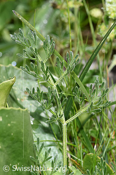 Photo: Athamanta cretensis. Leaves.