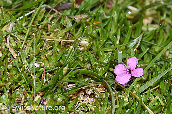 Photo: Silene acaulis. Blossom and leaves.