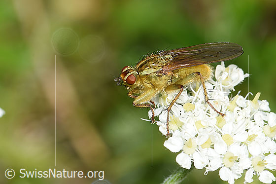 Photo: Scathophaga stercoraria on Athamanta cretensis. View from the side.