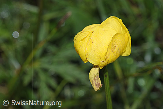 Foto: Trollblume (Trollius europaeus). Blüte.