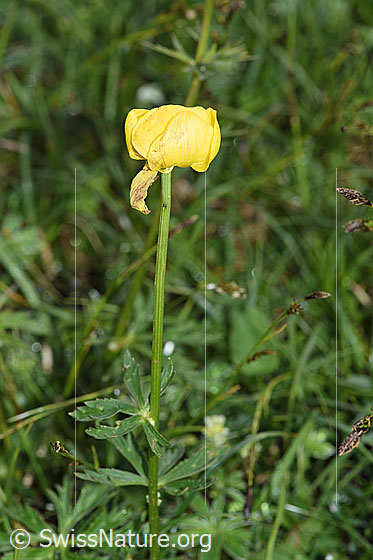 Foto: Trollblume (Trollius europaeus). Ganze Pflanze (Habitus).