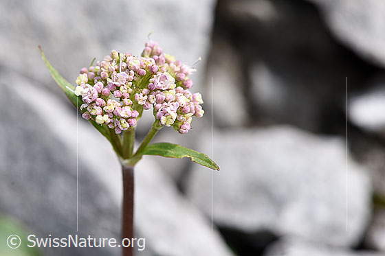 Foto: Berg-Baldrian (Valeriana montana). Blütenstand.