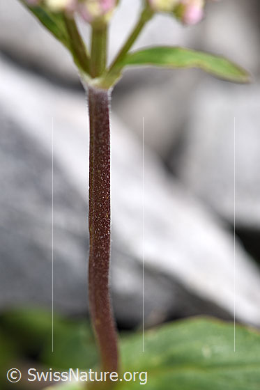 Foto: Berg-Baldrian (Valeriana montana). Stängel.