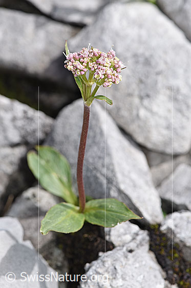 Foto: Berg-Baldrian (Valeriana montana). Ganze Pflanze (Habitus).