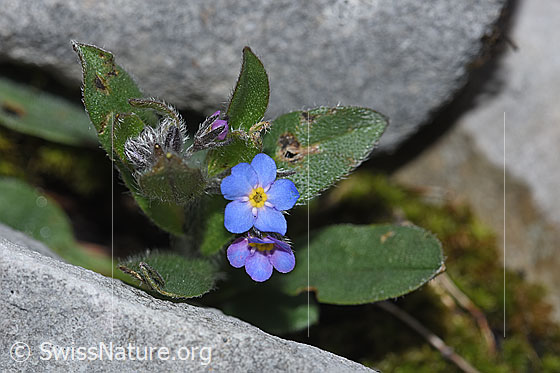 Foto: Alpen-Vergissmeinnicht (Myosotis alpestris). Blüte und Blätter.