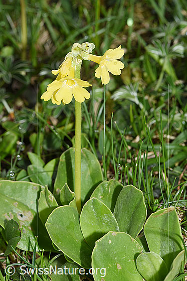 Photo: Primula auricula. Whole plant (habiti).