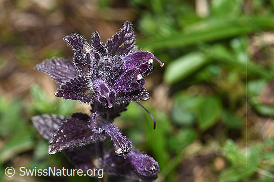 Foto: Alpenhelm (Bartsia alpina). Blüten.