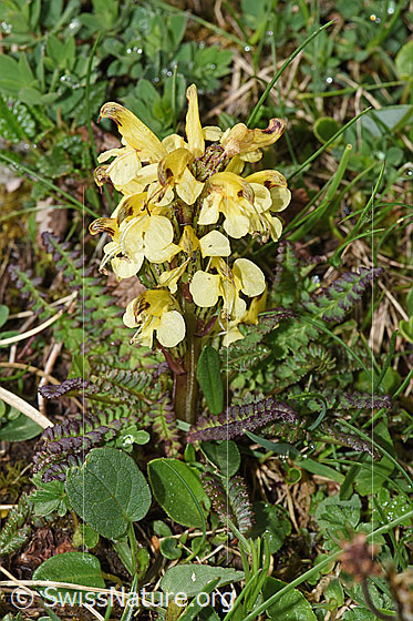 Foto: Buntes Läusekraut (Pedicularis oederi). Ganze Pflanze (Habitus).
