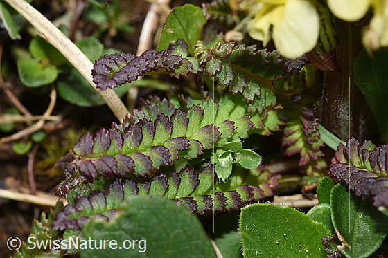 Foto: Buntes Läusekraut (Pedicularis oederi). Blätter.