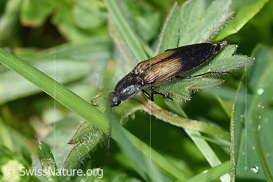 Foto: Kupferfarbener Kammhorn-Schnellkäfer (Ctenicera cuprea). Männchen. Länge 12-18mm. Ansicht von schräg oben.
