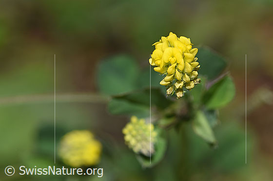 Hopfenklee (Medicago lupulina)