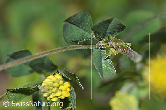 Foto: Hopfenklee (Medicago lupulina). Stängel und Blätter.