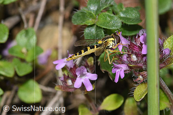 Photo: Sphaerophoria scripta on Thymus polytrichus. View from the side.