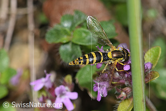 Foto: Gewöhnliche Langbauchschwebfliege (Sphaerophoria scripta) an Vielhaariger Thymian (Thymus polytrichus). Ansicht von schräg oben.