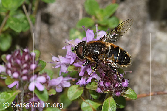 Garten-Keilfleckschwebfliege (Eristalis horticola) an Vielhaarigem Thymian (Thymus praecox ssp. polytrichus)