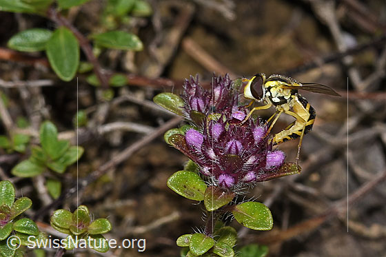 Foto: Gewöhnliche Langbauchschwebfliege (Sphaerophoria scripta) auf Vielhaarigem Thymian (Thymus praecox ssp. polytrichus). Länge 9 - 12mm. Weibchen. Vermutlich bei der Eiablage. Ansicht von der Seite.