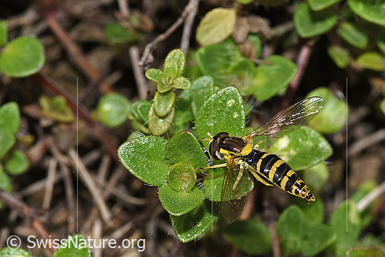 Foto: Gewöhnliche Langbauchschwebfliege (Sphaerophoria scripta). Flügel geöffnet. Ansicht von der Seite.