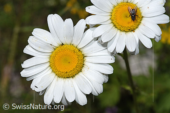 Foto: Wahrscheinlich Gewöhnliche Wiesen-Margerite (Leucanthemum vulgare). Blüte.
