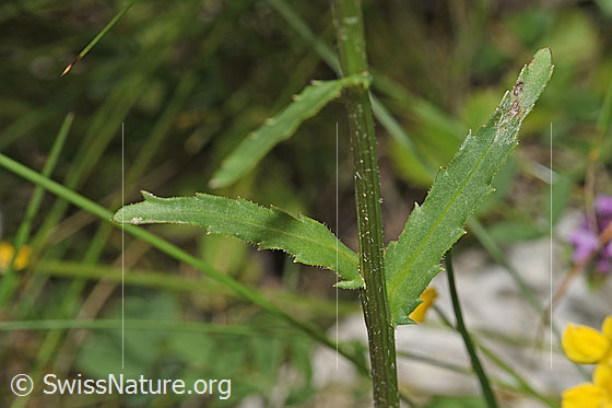 Photo: Probably Leucanthemum vulgare. Stem and leaves.