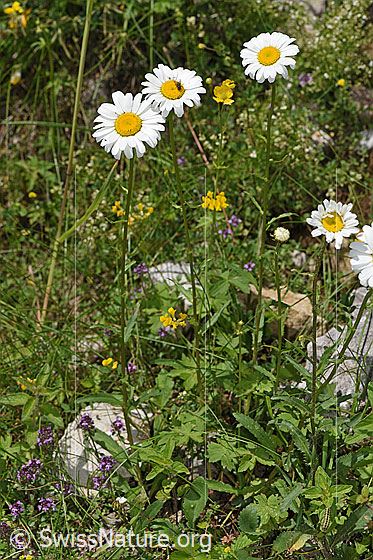 Foto: Wahrscheinlich Gewöhnliche Wiesen-Margerite (Leucanthemum vulgare). Ganze Pflanze (Habitus).