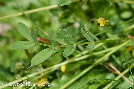 Foto: Schopfiger Hufeisenklee (Hippocrepis comosa). Blätter.