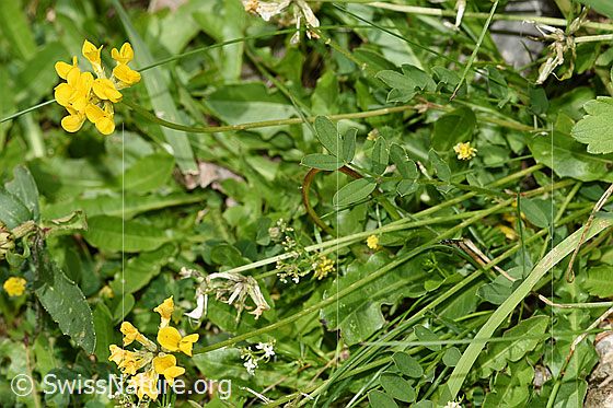 Foto: Schopfiger Hufeisenklee (Hippocrepis comosa). Ganze Pflanze.
