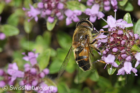 Foto: Gemeine Keilfleckschwebfliege (Eristalis pertinax) an Vielhaarigem Thymian (Thymus praecox ssp. polytrichus). Länge 11 - 16mm. Weibchen. Ansicht von der Seite.