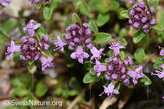 Foto: Wahrscheinlich Vielhaariger Thymian (Thymus polytrichus). Blüten.