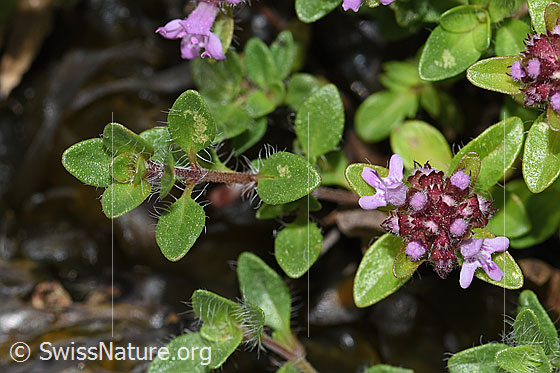 Foto: Vielhaariger Thymian (Thymus polytrichus). Blätter und Stängel.