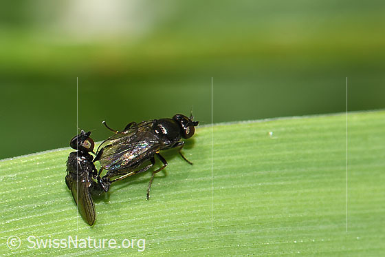 Photo: Probably Siphonella oscinina. Mating. View from the side.