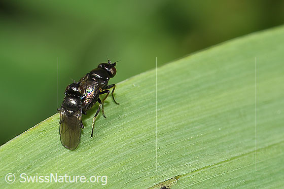 Foto: Wahrscheinlich Siphonella oscinina (Halmfliegen). Paarung. Ansicht von schräg hinten.