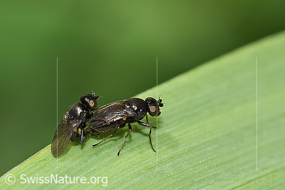 Photo: Probably Siphonella oscinina. Mating. View from the side.
