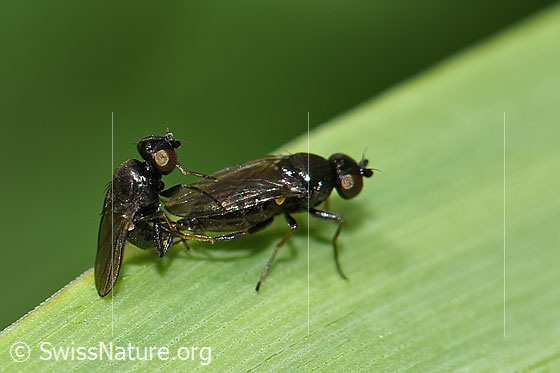 Foto: Wahrscheinlich Siphonella oscinina (Halmfliegen). Paarung. Ansicht von der Seite.