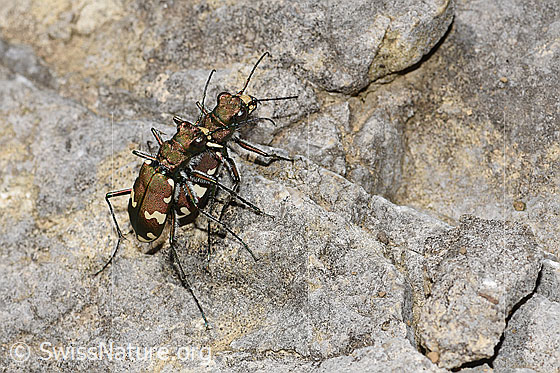 Photo: Cicindela sylvicola. Mating. View from the side above.