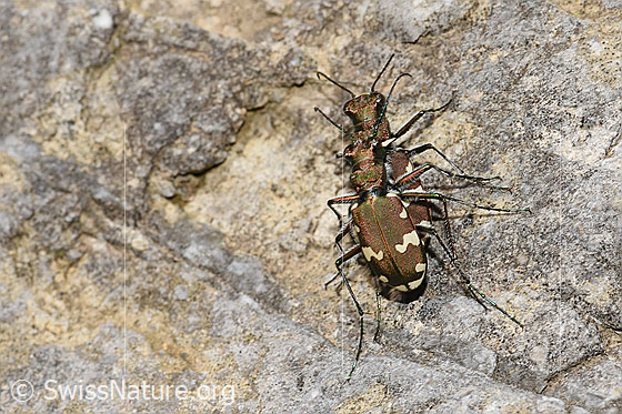 Photo: Cicindela sylvicola. View from above.