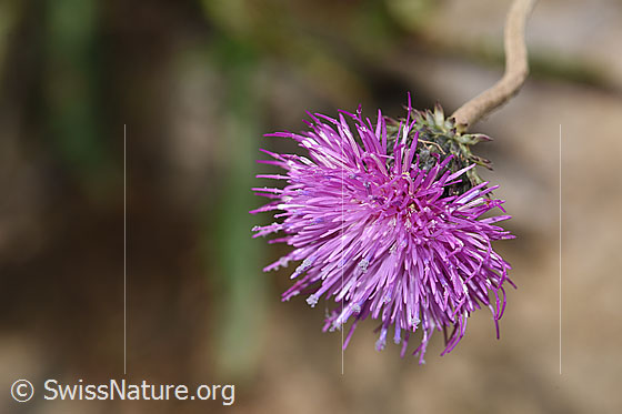 Gewöhnliche Berg-Distel (Carduus defloratus ssp. defloratus)