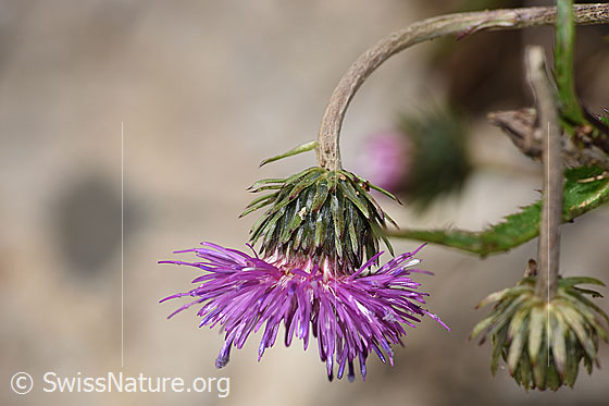 Foto: Gewöhnliche Berg-Distel (Carduus defloratus ssp. defloratus). Blüte und Stängel. Ansicht von der Seite.