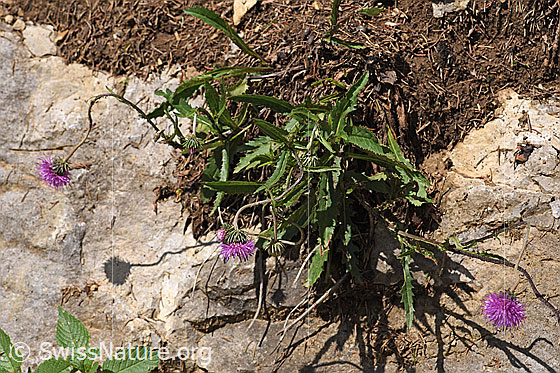 Foto: Gewöhnliche Berg-Distel (Carduus defloratus ssp. defloratus). Ganze Pflanze (Habitus).