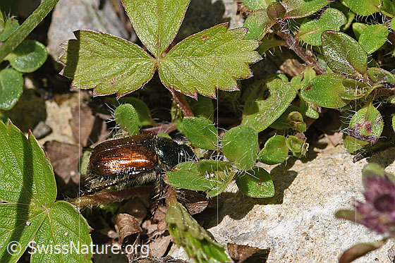 Photo: Phyllopertha horticola. View from diagonally above.
