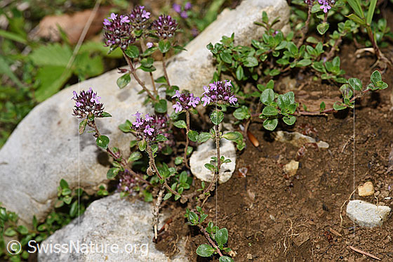 Foto: Wahrscheinlich Vielhaariger Thymian (Thymus polytrichus). Ganze Pflanze (Habitus).