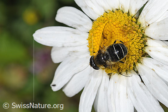 Foto: Glänzende Keilfleckschwebfliege (Eristalis rupium) auf Gewöhnlicher Wiesen-Margerite (Leucanthemum vulgare). Länge 9 - 13mm. Weibchen. Ansicht von oben.