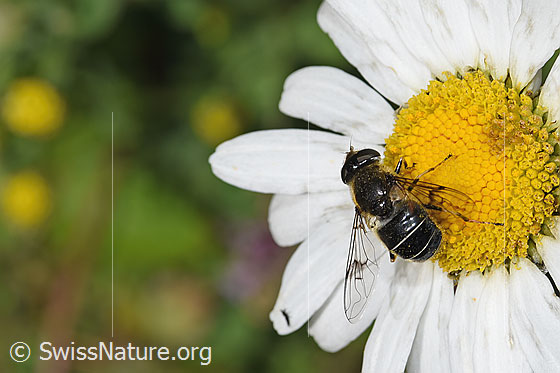 Foto: Glänzende Keilfleckschwebfliege (Eristalis rupium) auf Gewöhnlicher Wiesen-Margerite (Leucanthemum vulgare). Länge 9 - 13mm. Weibchen. Ansicht von oben.