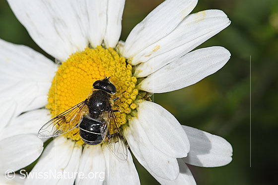 Foto: Glänzende Keilfleckschwebfliege (Eristalis rupium) auf Gewöhnlicher Wiesen-Margerite (Leucanthemum vulgare). Länge 9 - 13mm. Weibchen. Ansicht von oben.