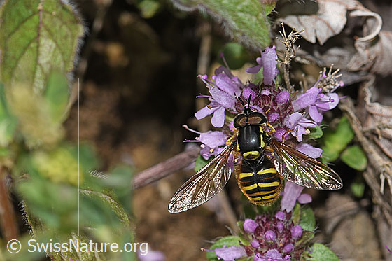 Photo: Chrysotoxum cautum on Thymus praecox ssp. polytrichus. Length 10 - 15mm. Male. Wings open. View from above.