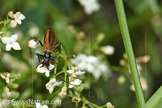 Foto: Gemeiner Scheinbockkäfer (Oedemera femorata) auf Blume. Länge 8 - 10mm. Weibchen. Wird auch Gemeiner Schenkelkäfer genannt. Ansicht von vorne.